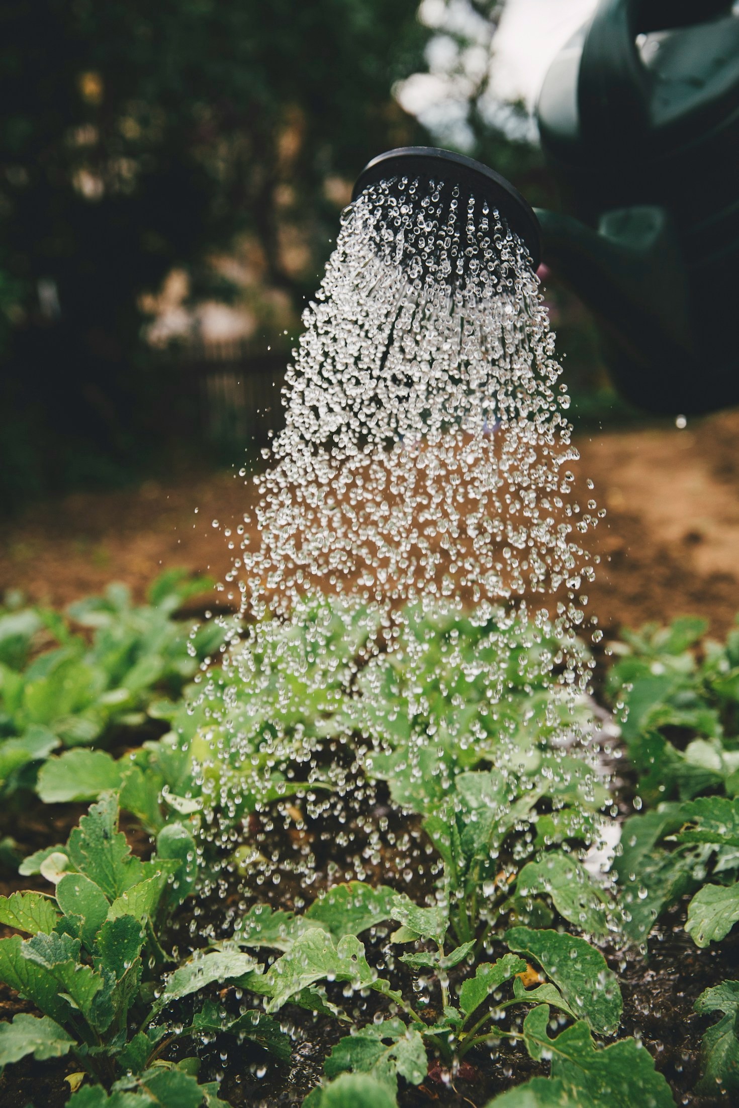 The Benefits of Regular Garden Maintenance