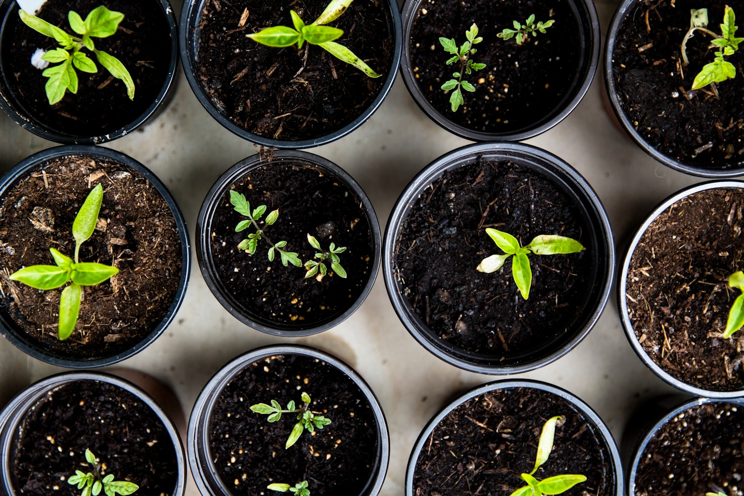 Creating Your Personal Oasis with Expert Help